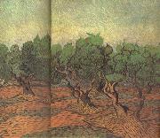 Olive Grove (nn04) Vincent Van Gogh